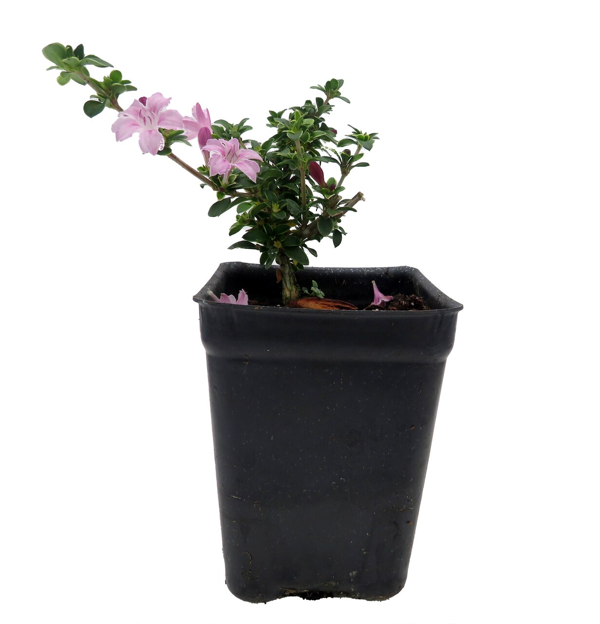 Cherry Blossom Serissa Tree - 2.5" Pot - House Plant, Fairy Garden Plant, Bonsai